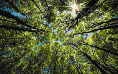Ash Dieback – genetic cloning of Ash trees