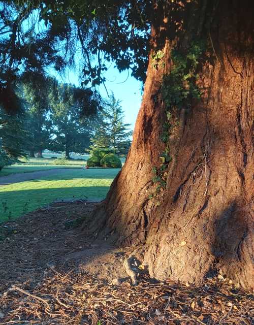 2021-09 Redwood stem at dawn - Warks