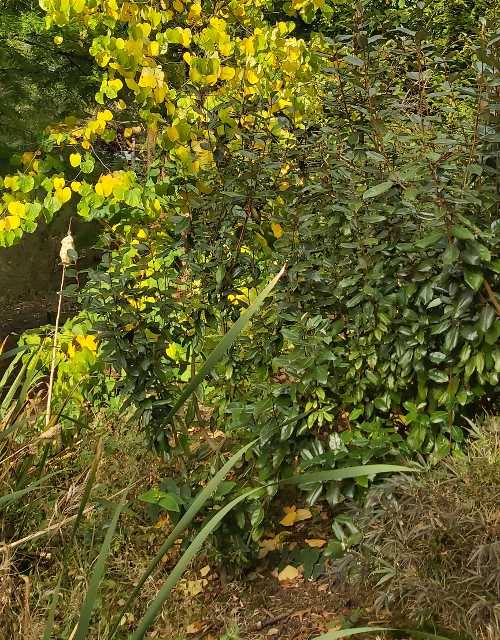2021-11 Autumn colour - Bluebell Nurseries