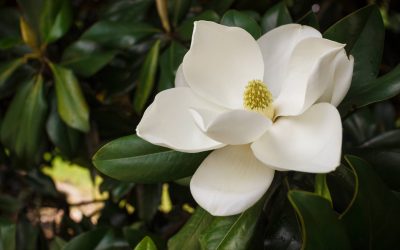 Finding a tree that hasn’t been seen for 100 years