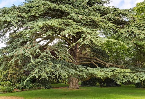 Atlas Cedar i - Wasperton - 21-07