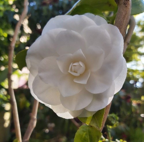 Camelia Nobilisima - Bloomfield Road - 21-05