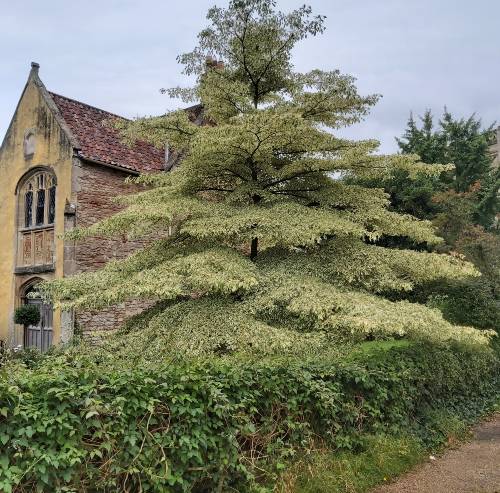 Cornus contraversa - Wells