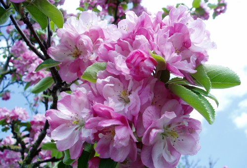 Malus floribunda in Street