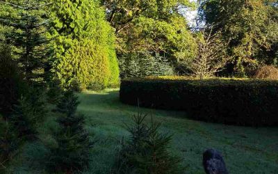 Listen to our Weston Tree Group – radio interview