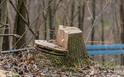 Illegal Tree Felling