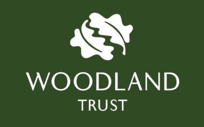 Tree of the Year 2023 – The Waverly Abbey Yew